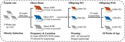 A Metagenomics Investigation of Intergenerational Effects of Non-nutritive Sweeteners on Gut Microbiome